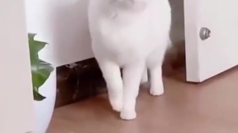Cute! White Cat step by step