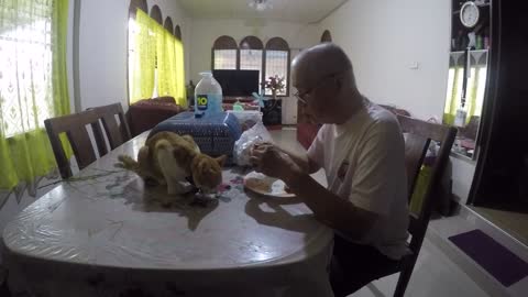 Cat eating with grandpa