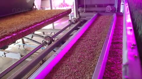 Awesome Hydroponic Fodder Farming - Modern Agriculture Technology - Green Fodder Harvesting