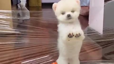 #Lovely and #funny animals Lovely #dog videos 18 in 2021