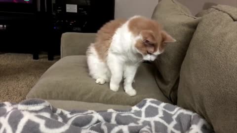 Funny Cats Jump Shocked