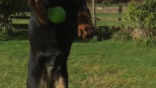Dog trying to fetch ball but fails
