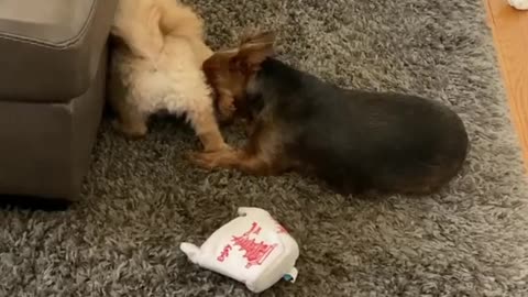 Adorably cute playtime between bossy pups