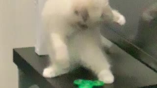 Curious Kitten Baffled by Fidget Spinner