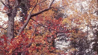 Autumn in Shenandoah National Park