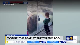 June 18, 2024 - Bear at Toledo Zoo Creates Some Anxious Moments for Visitors