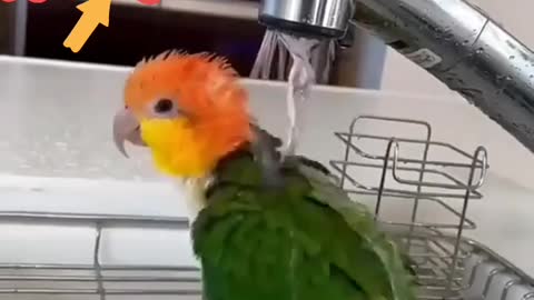 Cute parrot 🦜🦜🦜 shover