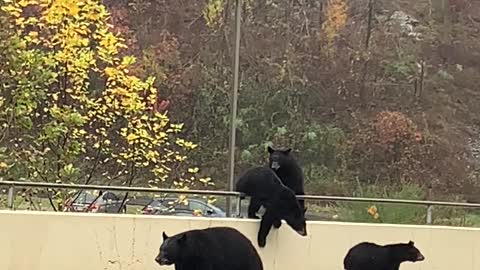 Bears Stroll Down Road in Gatlinburg
