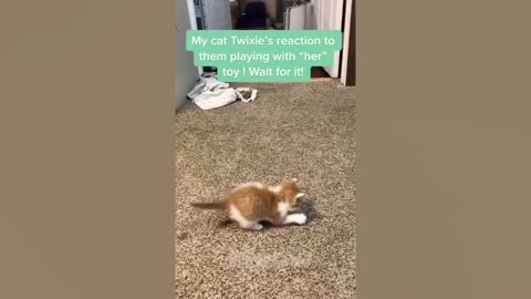 So Funny Weird Cats And Dogs Actions