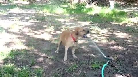 Dog play with baby ,funny moment