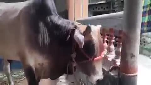 The cow cries in the name of Allah