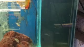 Local Fish Store - Mini tour