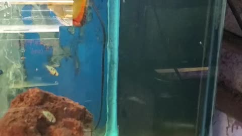 Local Fish Store - Mini tour