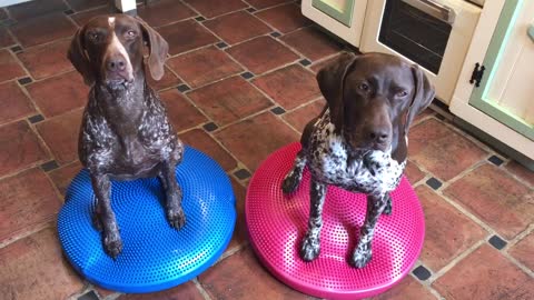 Two dogs just hanging out on their wobble cushions
