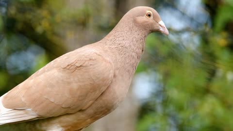 Beautiful Dove that lives in forests