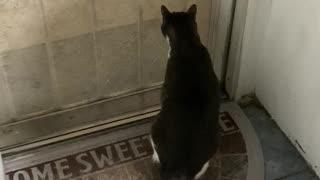 Watching A Kitty!