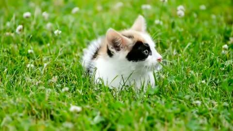 Amazing cute cat