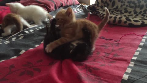 Cute Black And Cute Ginger Kitten Playful Fighting