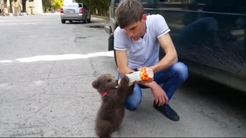 Bear cub Feeding by a young Boy