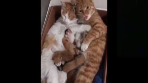 Cutest Adorable Cat Family falling in love Funny scene