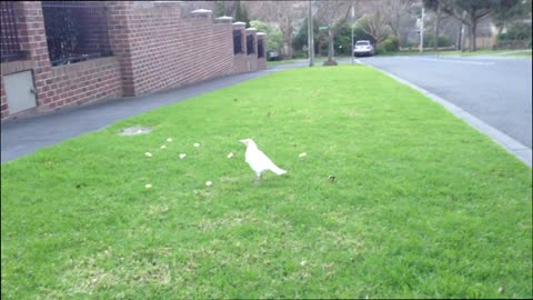 Extremely Rare White Magpie Spotted Having a Snack