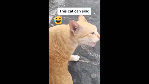 This Cat Can Sing! | Funny Cat | Cute Cat