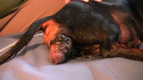 Adorable puppy birth