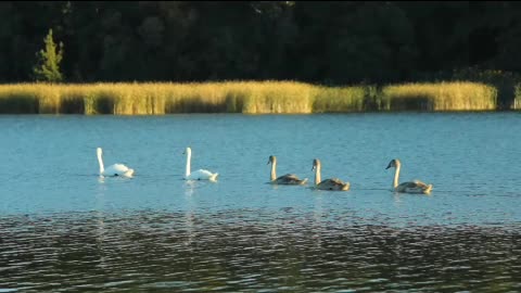Five noble swans