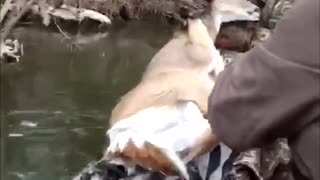 Rescuing Deer and Fawn from Icy River