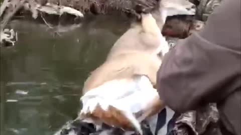 Rescuing Deer and Fawn from Icy River