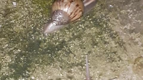The race between 2 snails