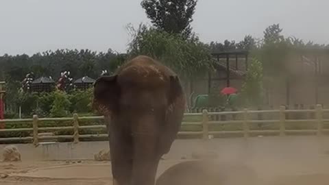 Cute, stupid elephant