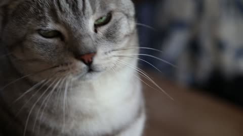 Gray cat posing for photo!