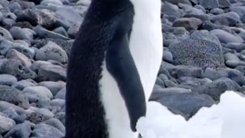 Little penguins calling for companions