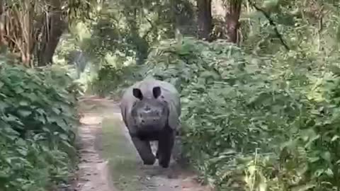 Unbelievable Encounter: Rhino's Intense Charge in Manas National Park!