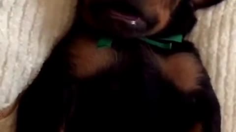 Doberman puppy really enjoys his massage