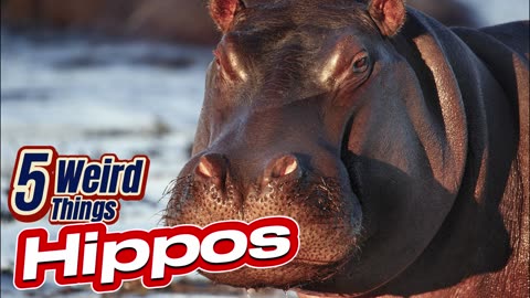 5 Weird Things - Hippos