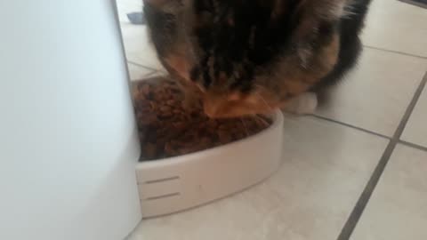 A Cat's Mealtime Routine