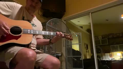 One - Tico The Singer Parrot