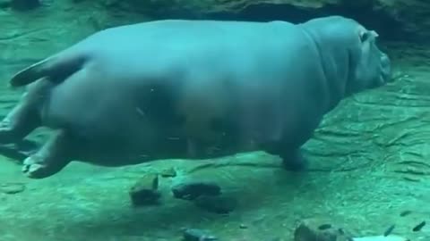 Hippos can’t technically swim, and their high density prevents them from floating.