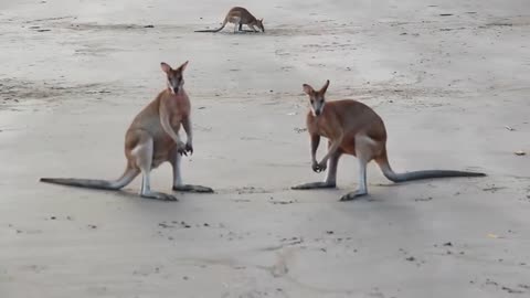 Wallabies fighting for the female on the beach of Cape Hillsborough, Australia.