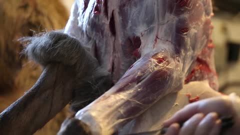 a hunter skins the hide of a cow elk for the meat