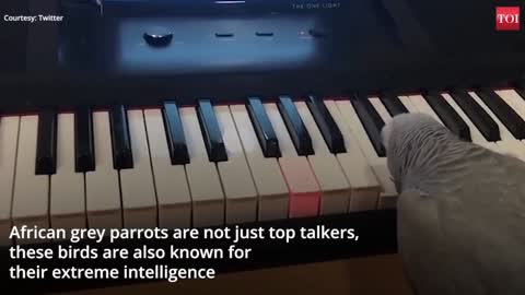 The parrot plays the piano professionally