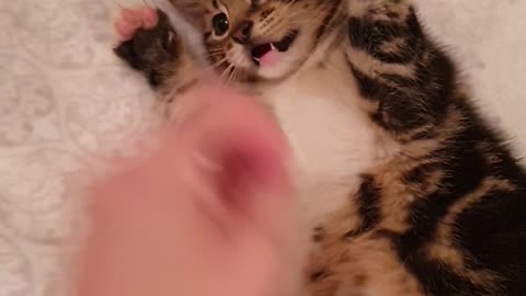Adorably Sweet Kitten Loves Tummy Tickles