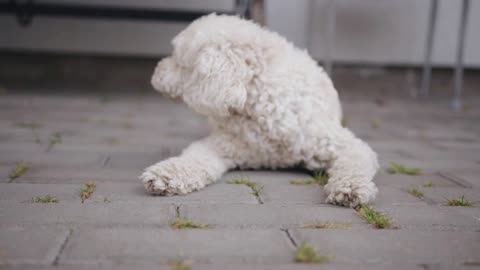 A cute white curly dog lies on the paving slabs and clumsily getting up goes away