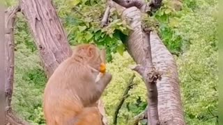 Monkey getting free in the forest