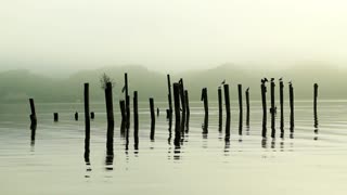 Five Birds Standing on Posts In Middle Of sea