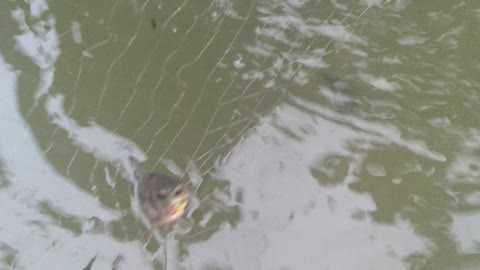 Fish caught