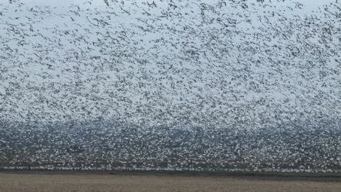 Snow Geese Migration - From Up Here Long