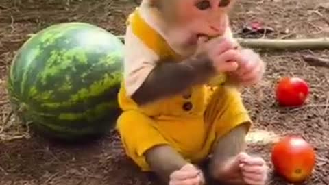 Do you like such cute chubby monkeys?